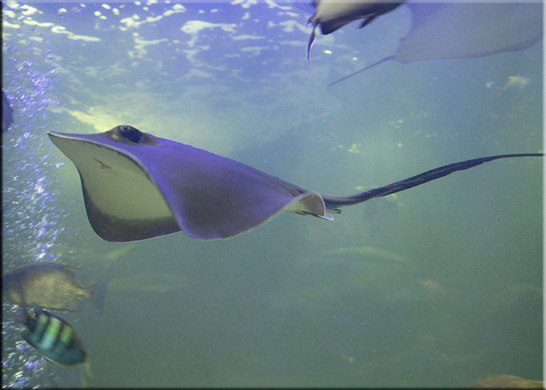 Hunstanton Sea Life Sanctuary