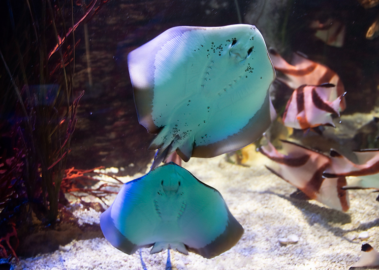 Ray