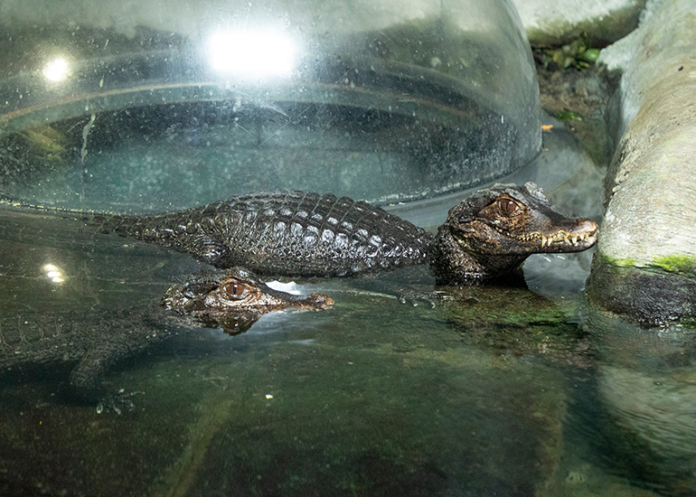 The Cuvier's Dwarf Caimen Crocodile