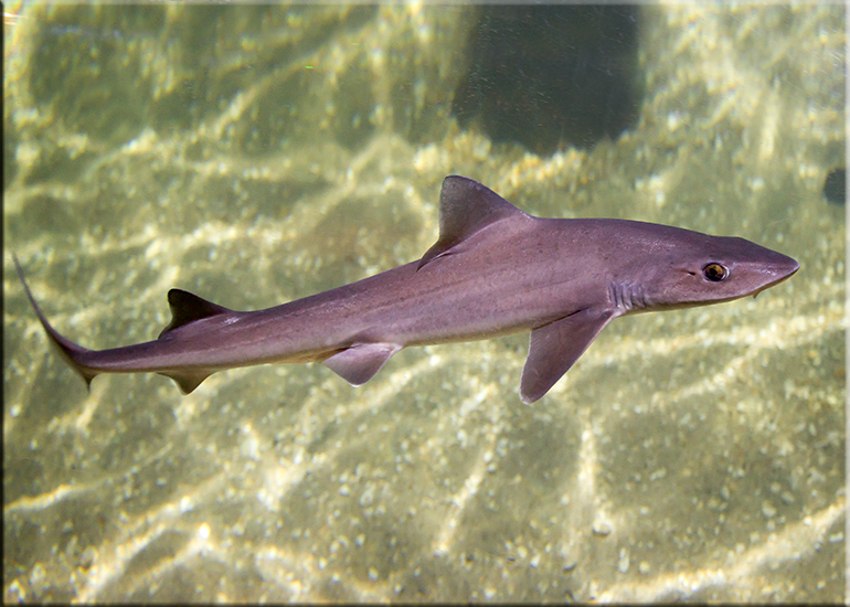 Hunstanton Sea Life Sanctuary