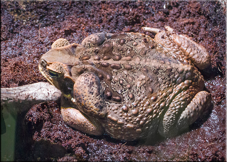 Hunstanton Sea Life Sanctuary