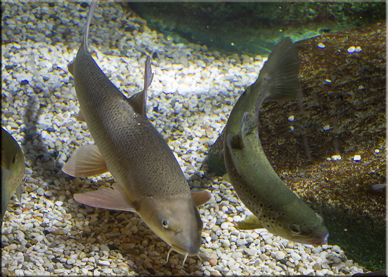 Hunstanton Sea Life Sanctuary