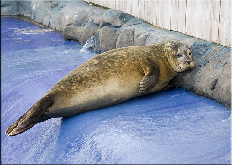 Aquarium photos