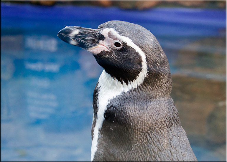 Aquarium photos