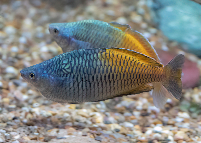 Rainbow Fish