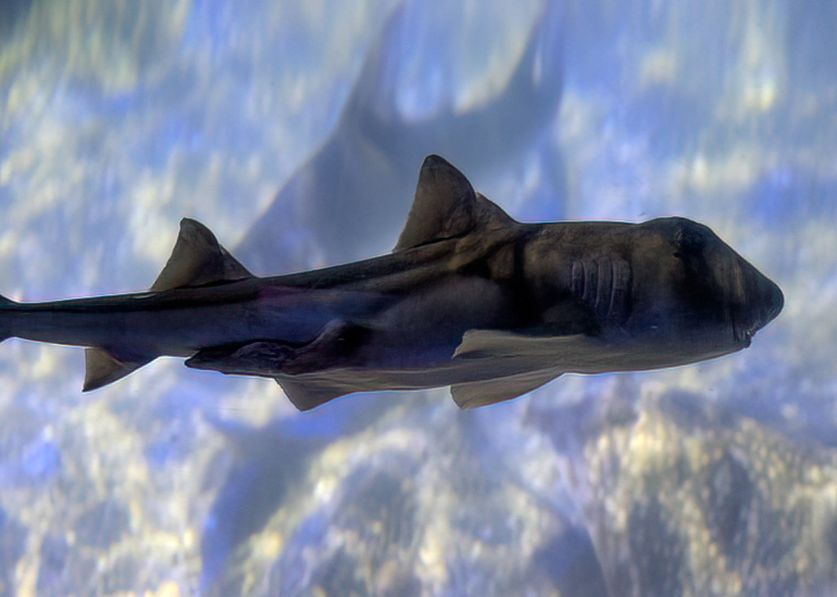 Californian Horn Shark