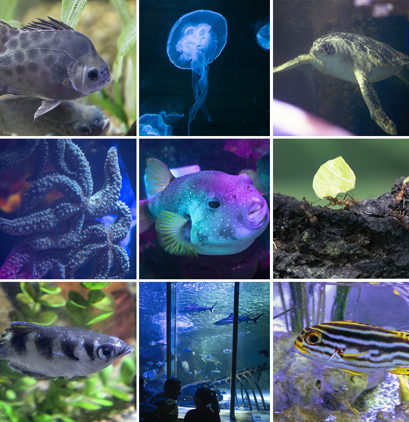 Aquarium