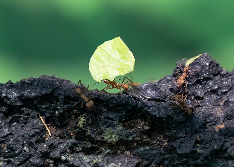 Leaf cutting Ants