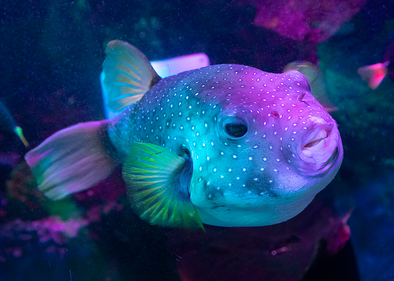 Porcupine Pufferfish