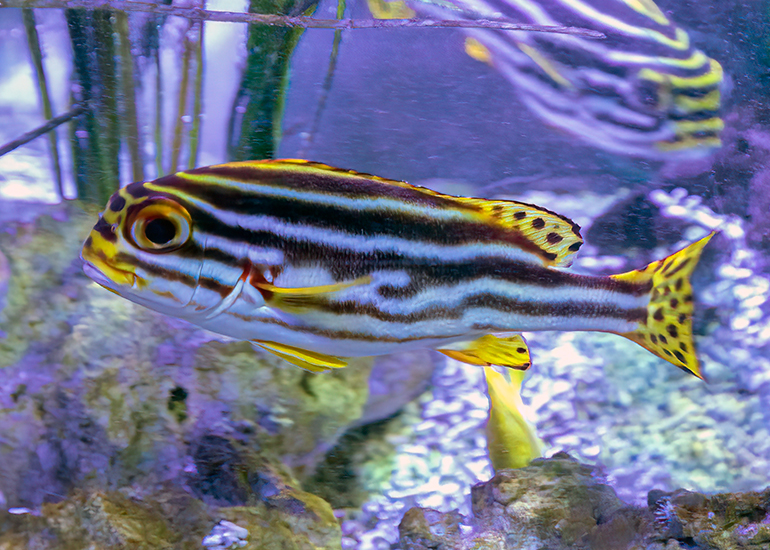 Oriental Sweetlips