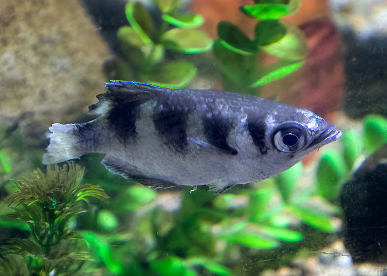 Banded Archerfish