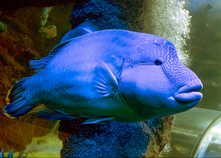 Napoleon Wrasse