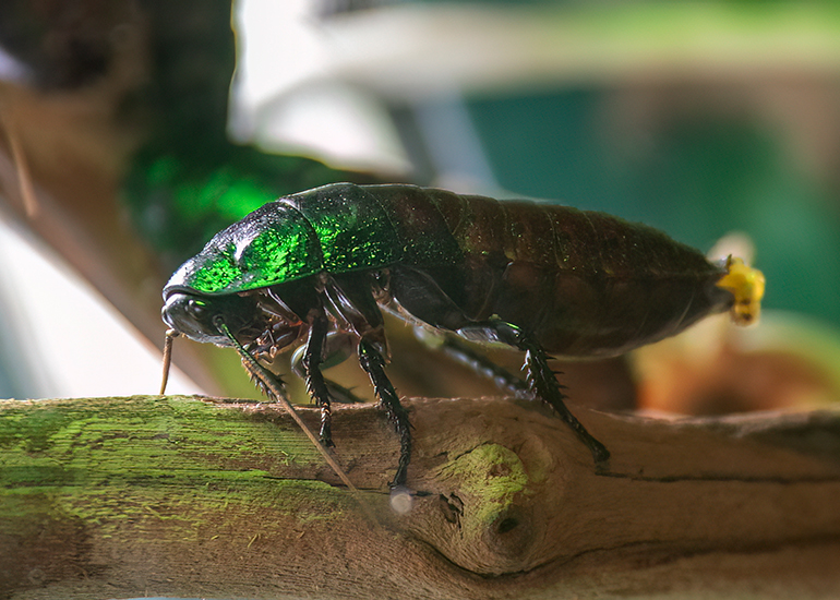 Madagascar Hissing Cockroach