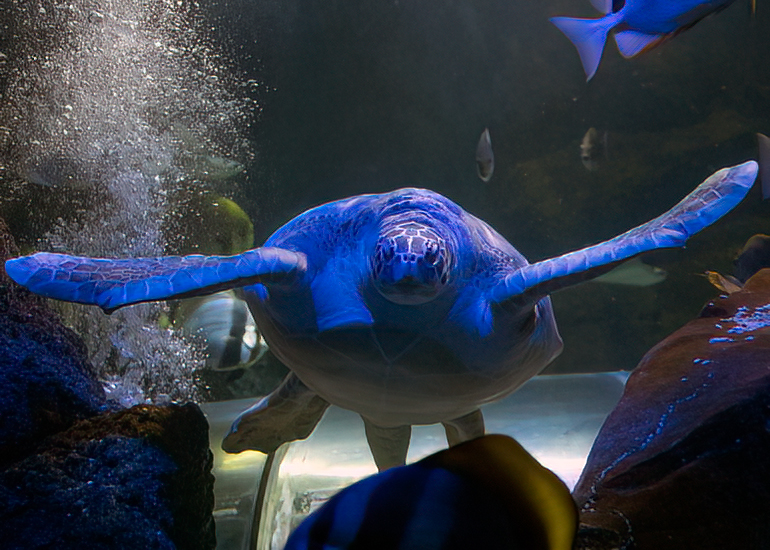 Ernie - the Green Sea Turtle