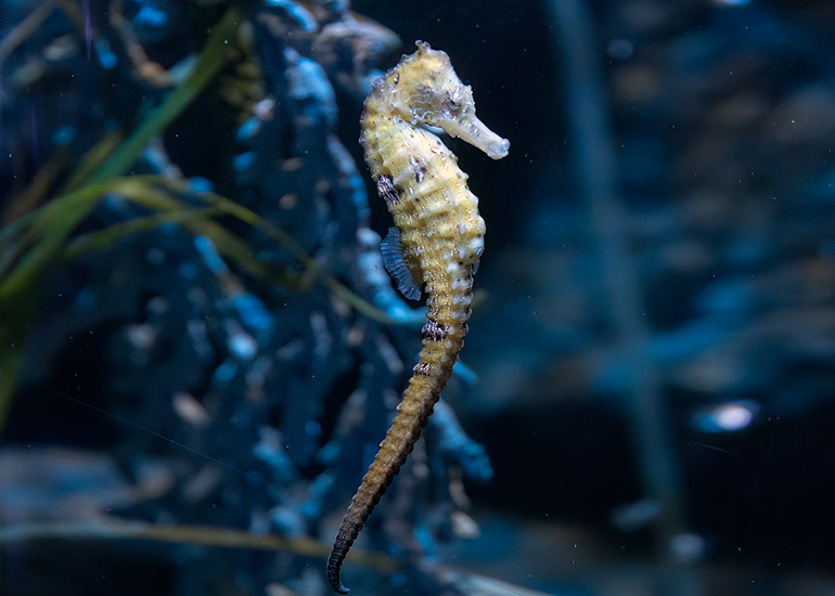Yellow  Seahorse