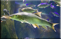 Aquarium