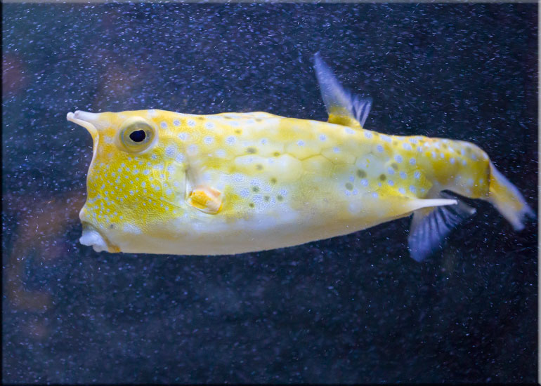 Long Horned Cow Fish