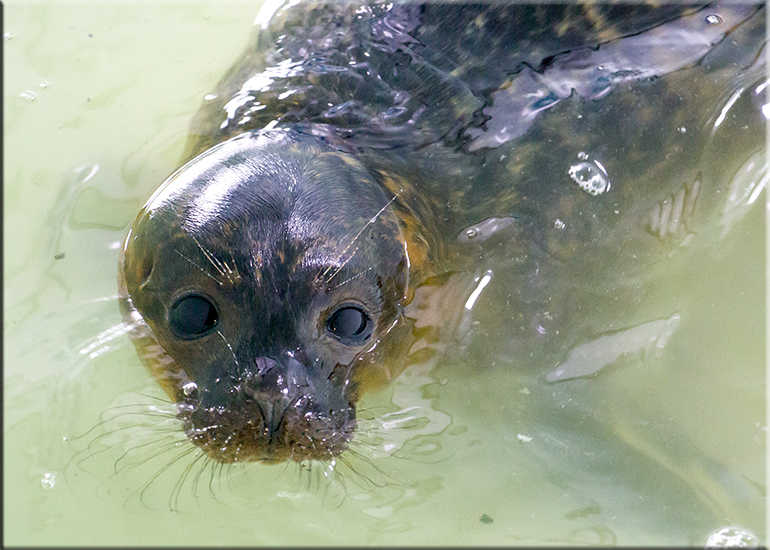 Ash - photo taken on 3rd September 2016