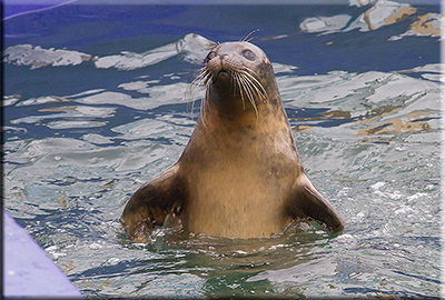 Seal Enclosure