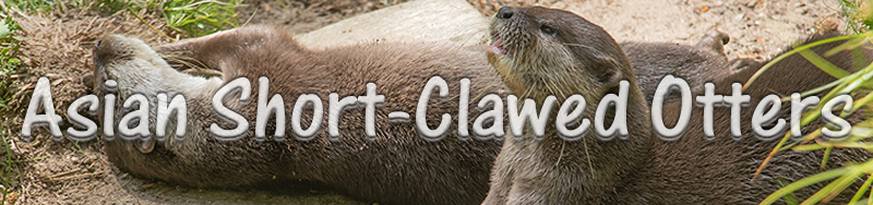 Asian Short-Clawed Otters