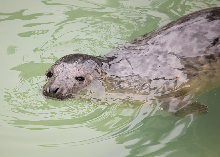 Aslan, rescued seal pup