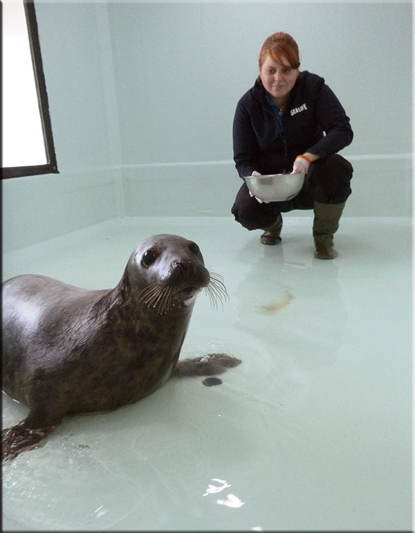 Athena in the hospital's weaning pool