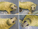 Aurora, a rescued grey seal pup from the 2013/14 season
