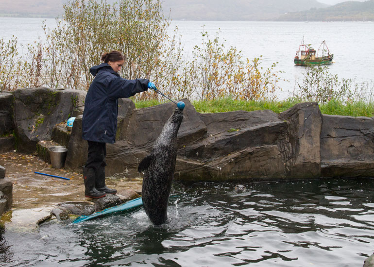 Resident Seal