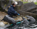 Resident Seals