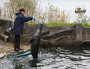 Resident Seals