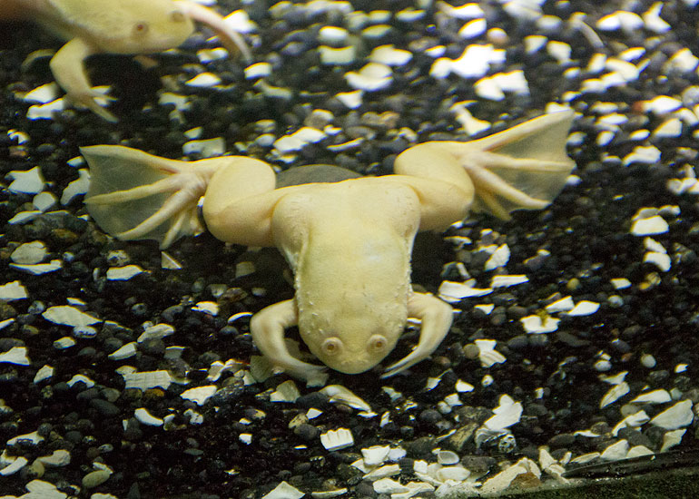 African Clawed Frog
