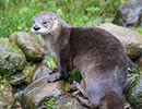 Resident Otters