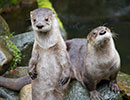 Otters