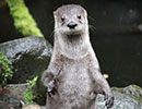 Resident Otters