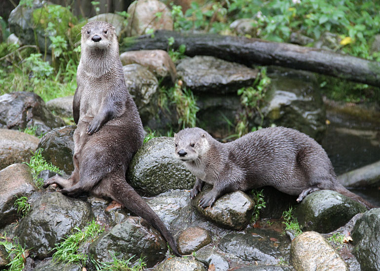 Otters