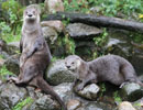 Resident Otters