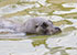 Resident Common Seals - Babyface and sons - Summer 2016