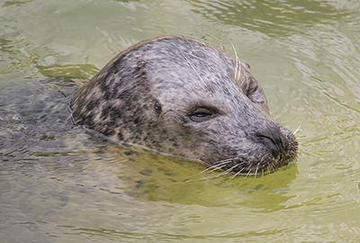 Babyface, Common Seals