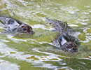 Resident Common Seals - Babyface and sons - Summer 2016