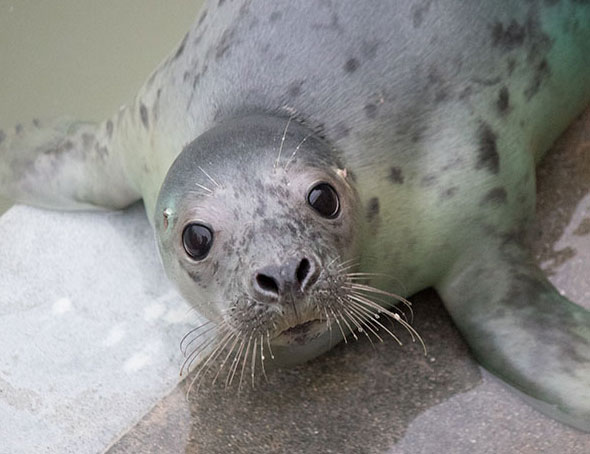 Backgammon, a rescued grey seal pup from the 2015/16 season