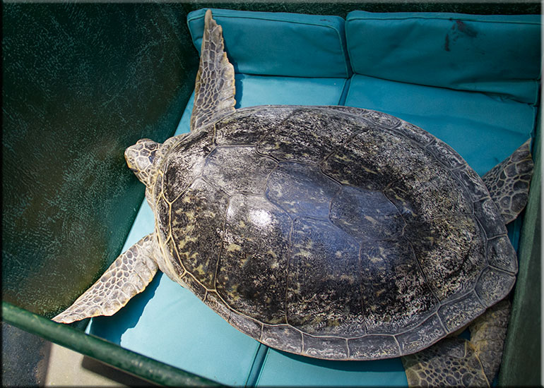 Hunstanton SEA LIFE Sanctuary