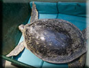 Hunstanton SEA LIFE Sanctuary - 23rd September 2014