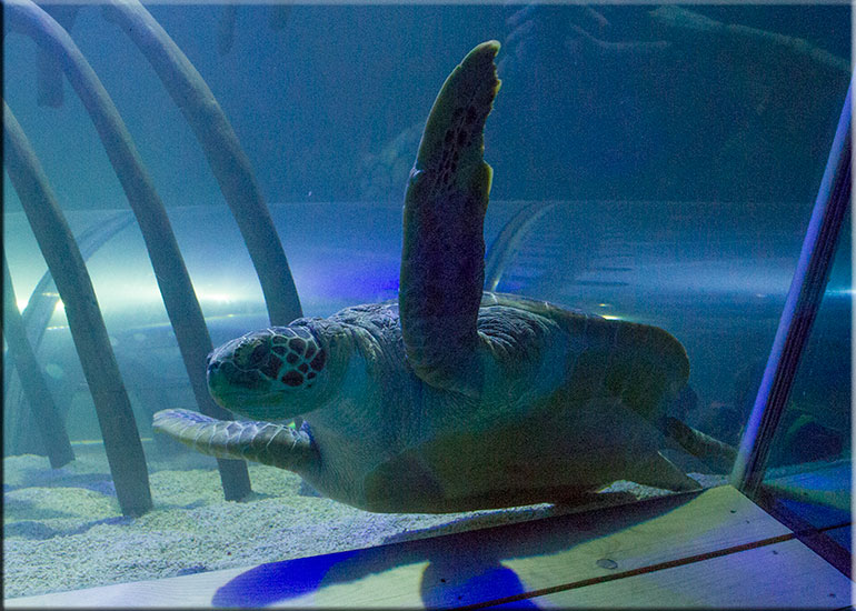 Hunstanton SEA LIFE Sanctuary