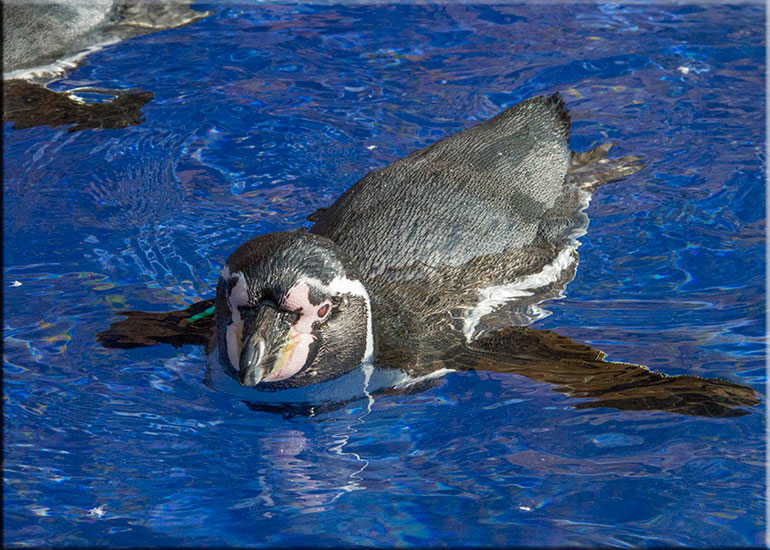 Hunstanton SEA LIFE Sanctuary