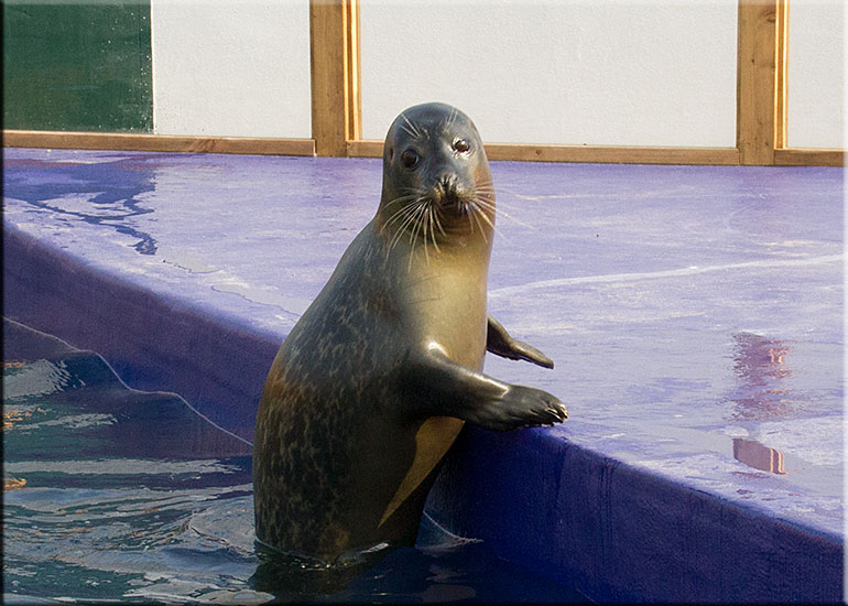 Hunstanton SEA LIFE Sanctuary