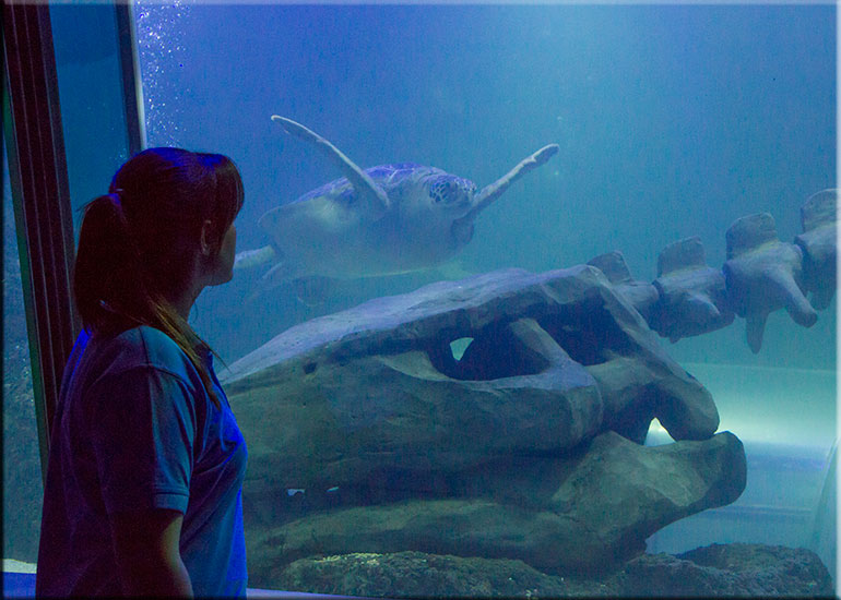 Hunstanton SEA LIFE Sanctuary