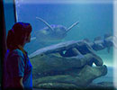 Hunstanton SEA LIFE Sanctuary - 23rd September 2014