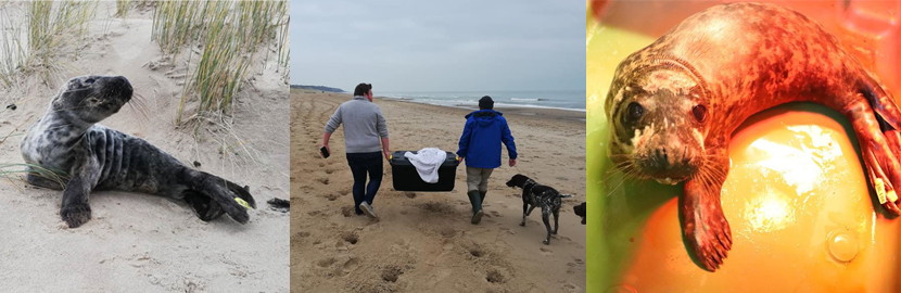 Photo credit  Baloo - Seal Rescue Centre Ireland - 30th December 2019
