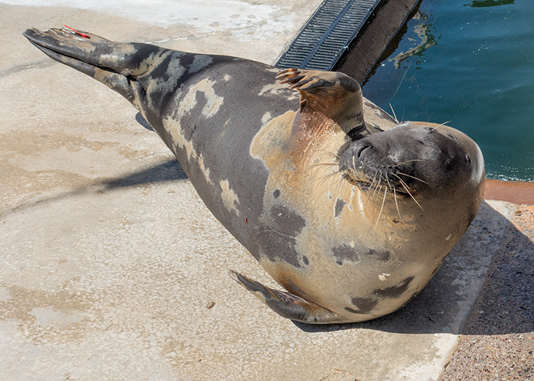 Bananarama, rescued seal pup