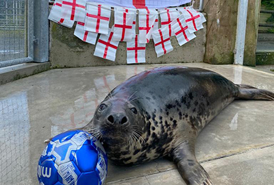 Banana predicted the Euro 2020 scores!